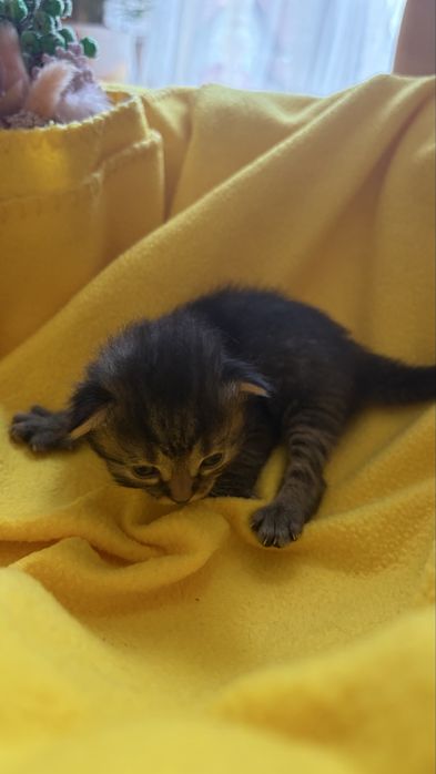 Котики в добрі руки
