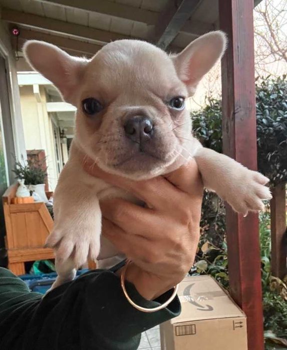 Хлопчик французький бульдог елітного окрасу