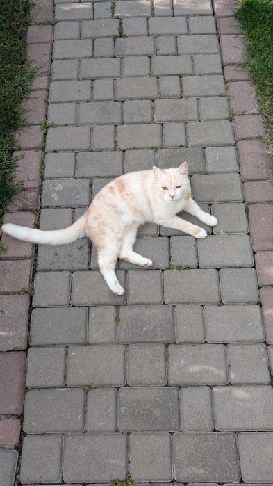 Загубився кіт! Допоможіть знайти кота