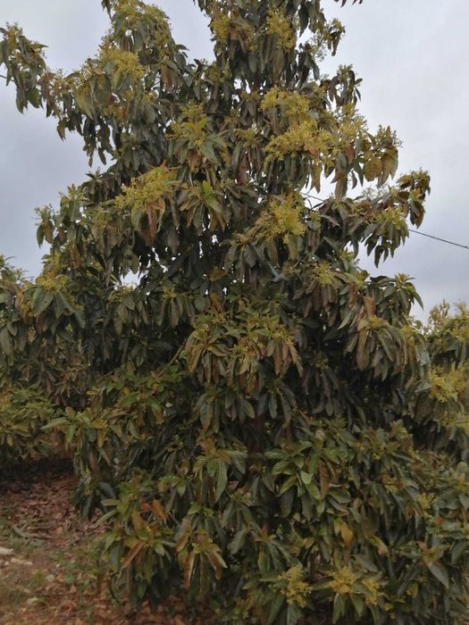 Terreno para venda em Silves com agua de furo e eletricidade