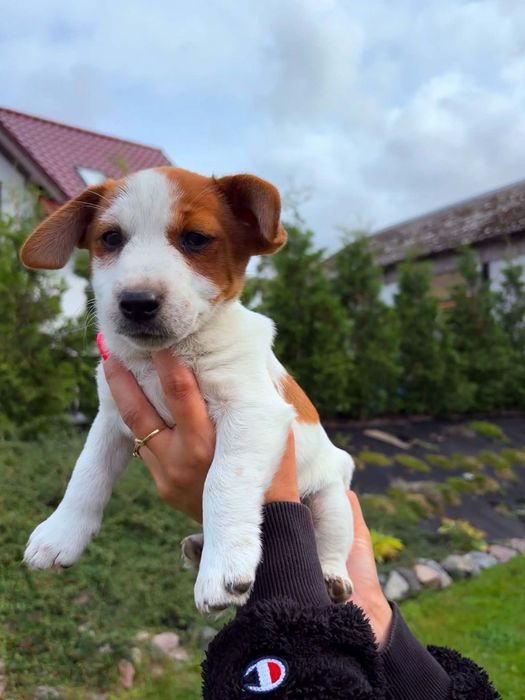 Jack Russell Terrier