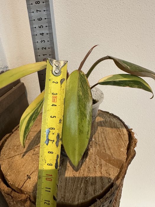 Філодендрон  Philodendron  Red Emerald var.