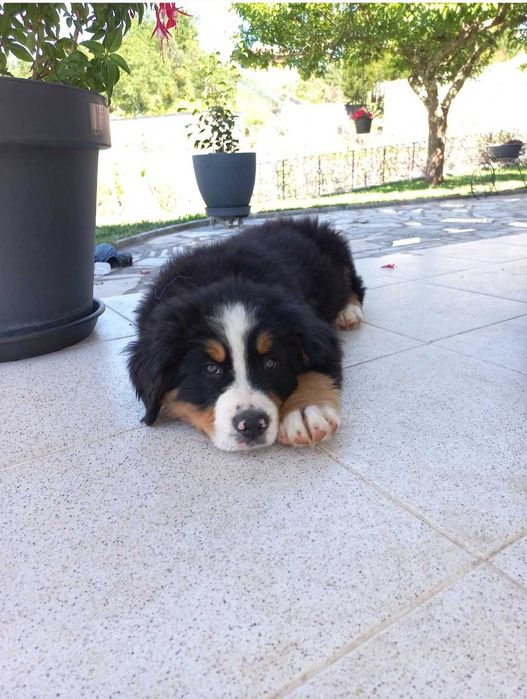 Bouvier Bernois com Pedigree