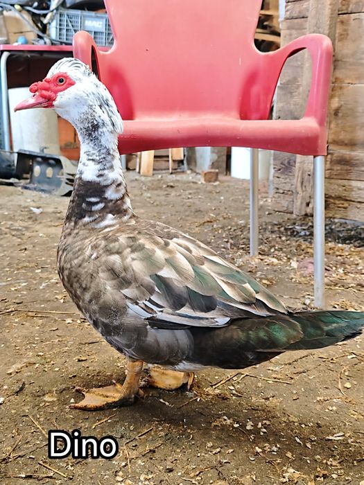 Ovos galados pato mudo