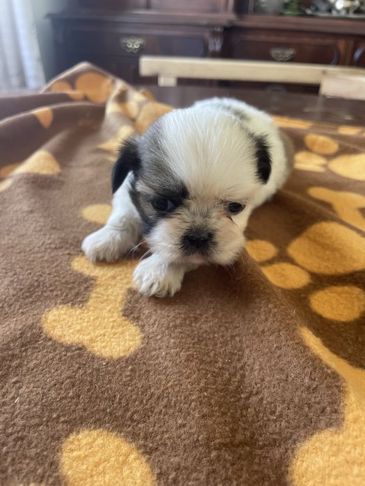 Shi-tzu super top femea excelente