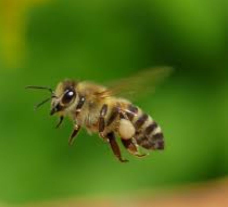 Продаются пчелосемьи