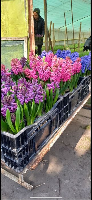 Гіацинт , Крокус у горщиках