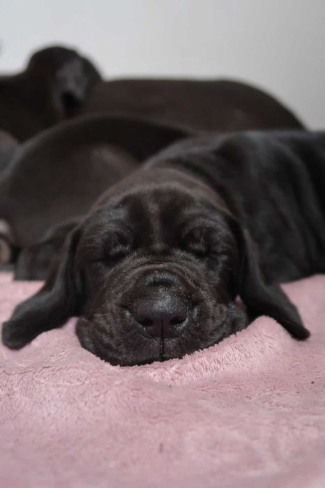 Dog niemiecki suczka ZkwP FCI