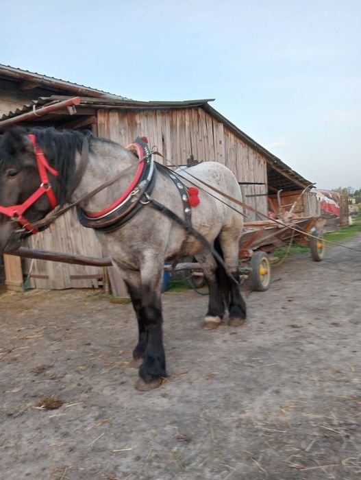 Sprzedam klacz 2.5roku