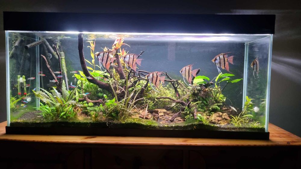 Akwarium 240l OptiSet + Ultramax 1500 + CO₂ + LED + aranżacja + ryby – komplet premium