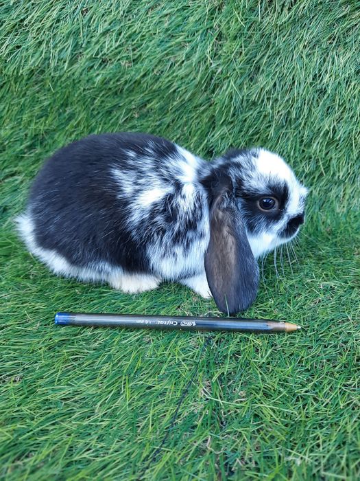 Coelhos anões várias raças