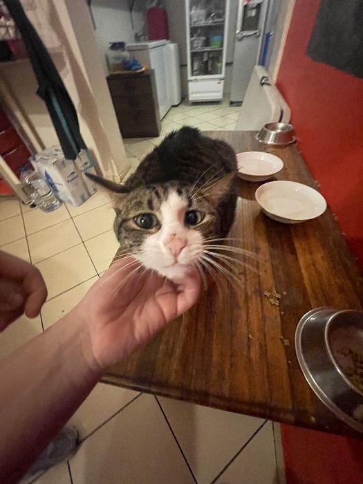 Pet sitter em Matosinhos