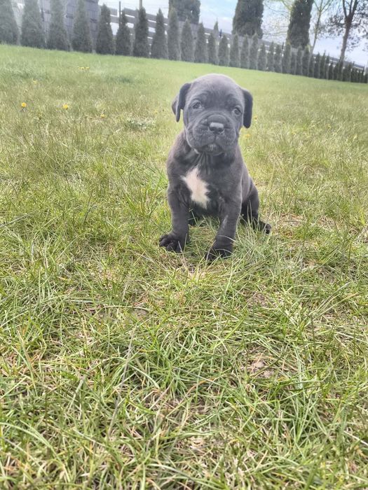 Cane Corso Pies szczeniak