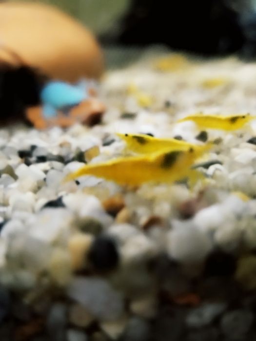 Krewetki krewetka yellow z pasem dorosłe