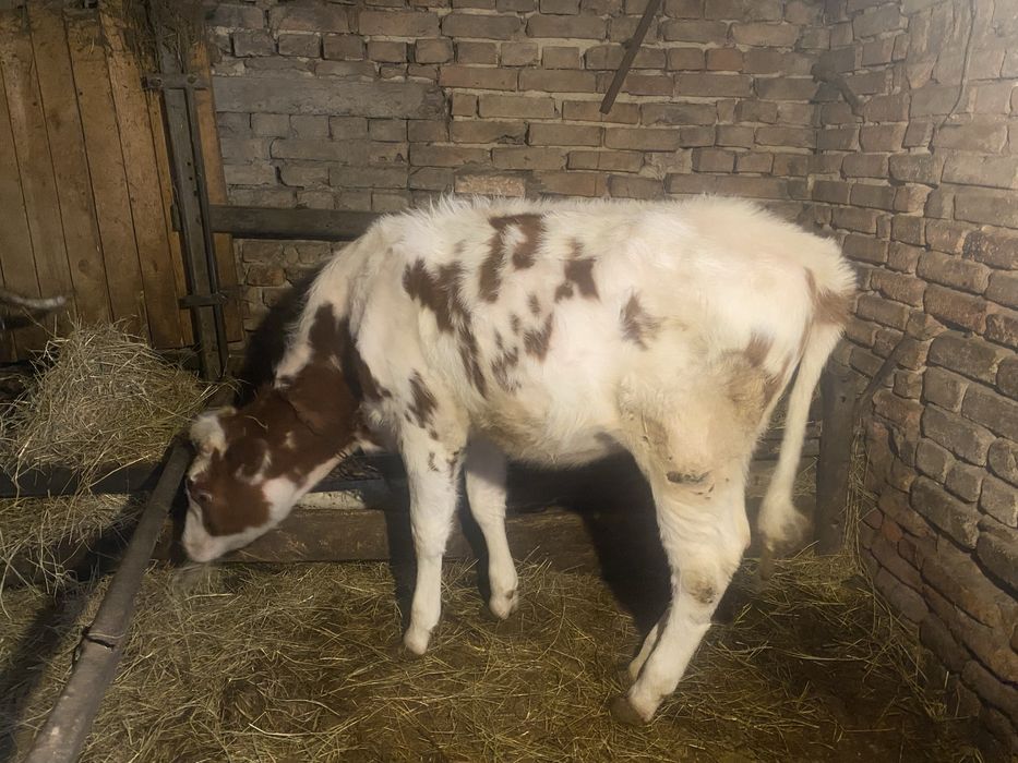 Продам телицю 6 місяців