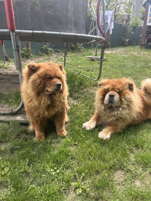Chow Chow Słodki Miś