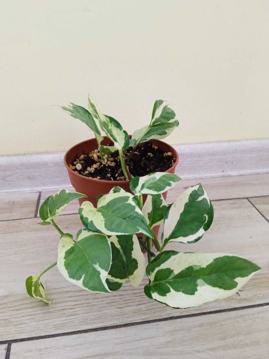 żywą roślina Epipremnum