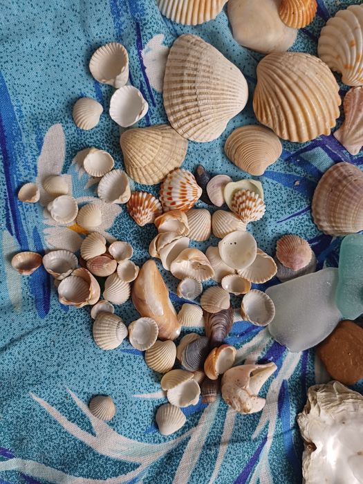 Мушлі ракушки  для рукоділля , хобі