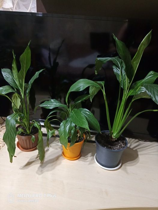 Фиалка+ Спатифиллум (Женское счастье)