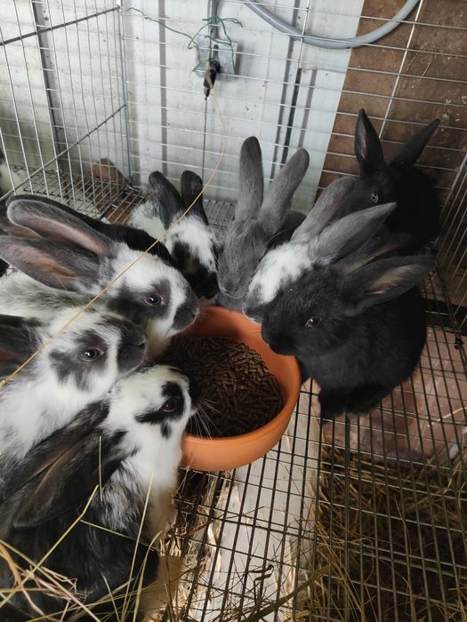 Coelhos caseiros com 1 mês e meio