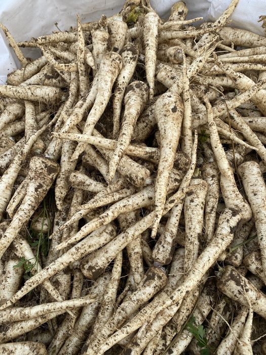 Pietruszka, odmiana eaglo.