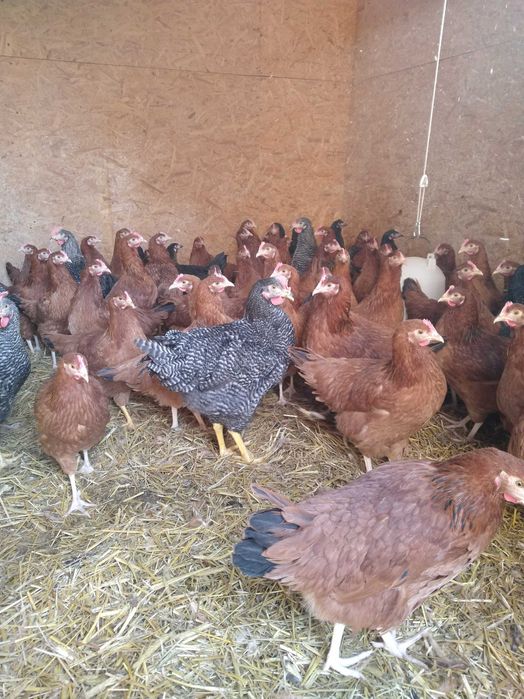 Kury rosa 16 tygodni