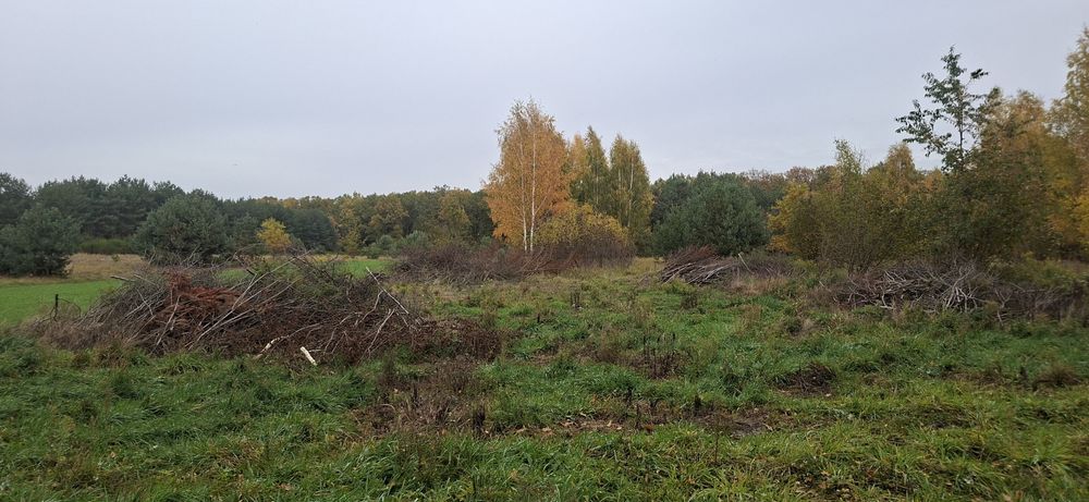 Gałęzie oddam za darmo