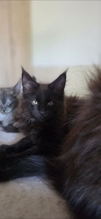 Koteczka Maine Coon