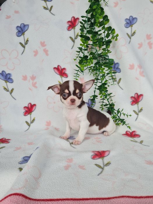 Excelente mini menina Chihuahua/Chiuaua Linhagem Russa de Qualidade