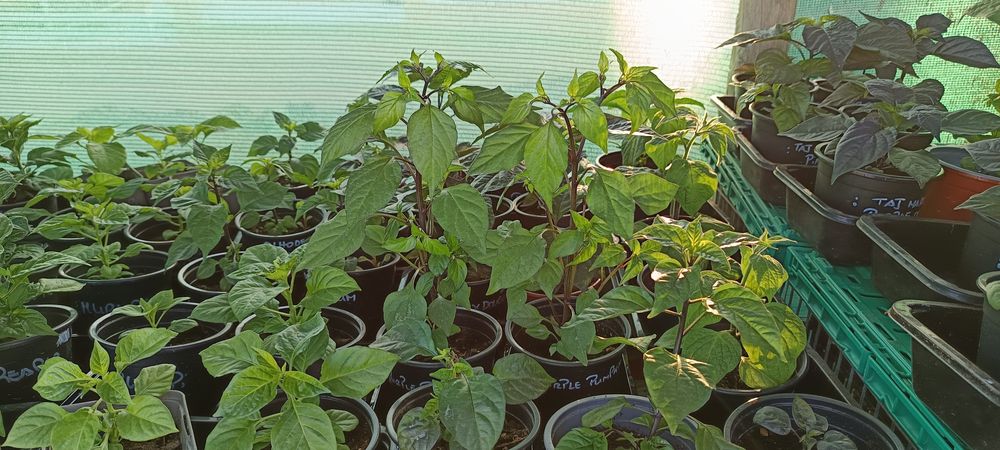 Vendo plantas de malaguetas / pimentas