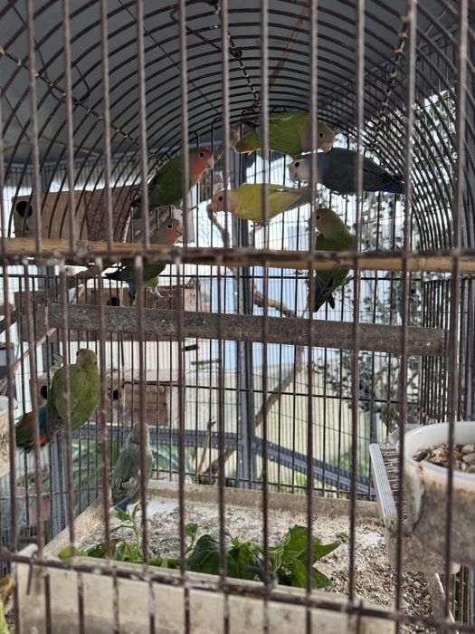 Roseicollis de variadas cores