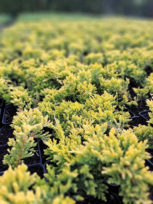 JAŁOWCE PŁOŻĄCE Oświęcim producent zestaw 24 sztuk