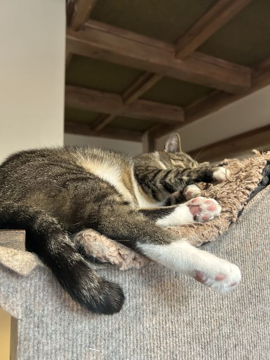 Petsitter Kraków | Spacery, wizyty, opieka nad psem i kotem