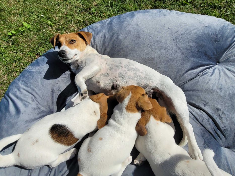 Jack Russell Terrier