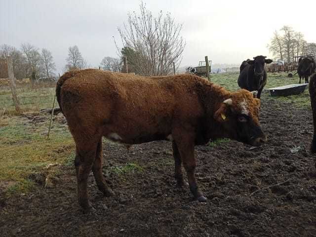 Sprzedam byka mięsnego