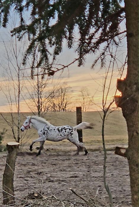 PKS klacz tarantka tarant