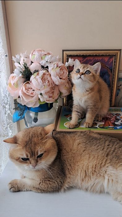 Шикарне кошеня золота шиншила, британське кошенятко