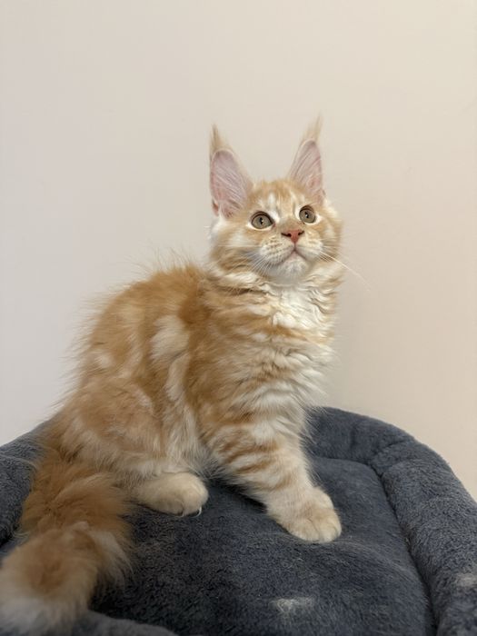 Gatinha Maine Coon