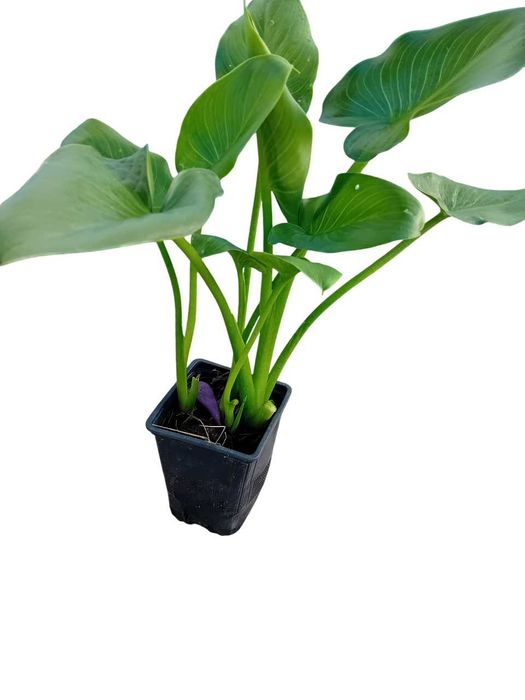 Planta jarro branco lirio calla, zantedeshia