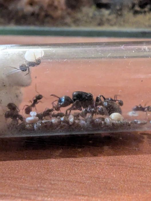 Messor Barbarus. Rójkowe Q z potomstwem po zimowaniu