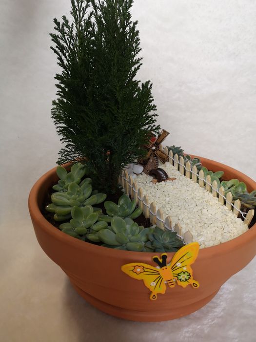 Jardim de suculentas