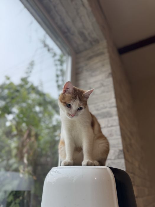 Стерилизованная кошка 1 год