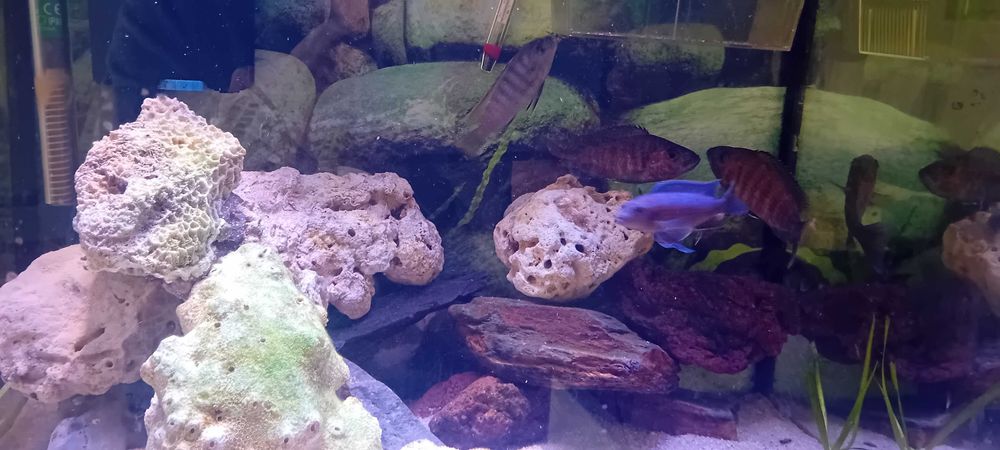 Vendo 5 Ciclideos do lago malawi