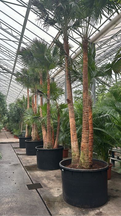 Plantas Ornamentais- Exemplares