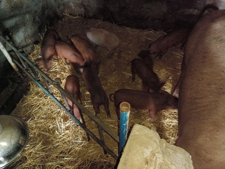 Продам поросят Рижиків