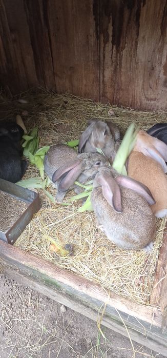 Kroliki młode mieszane baran belg 4 miesięczne