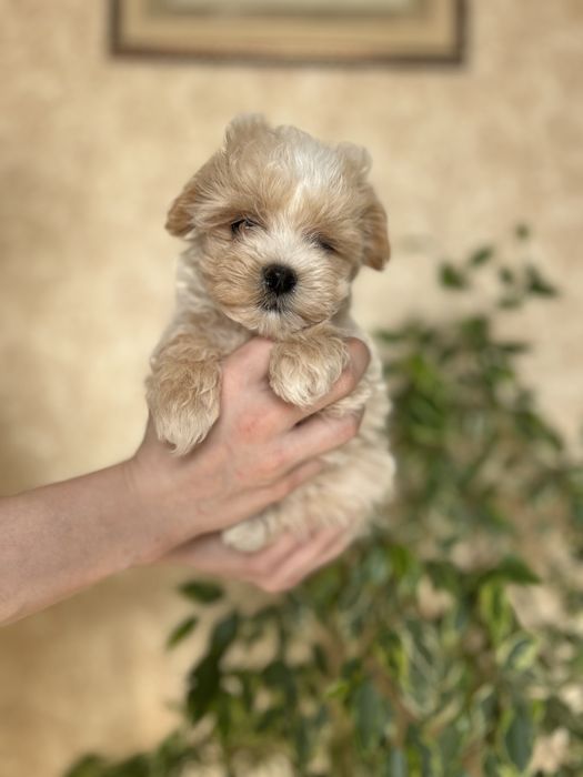 Міні мальтіпу карамельного окрасу