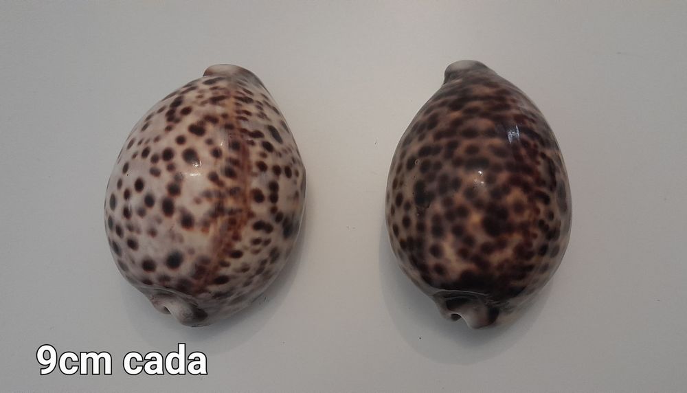 Búzios grande e peq