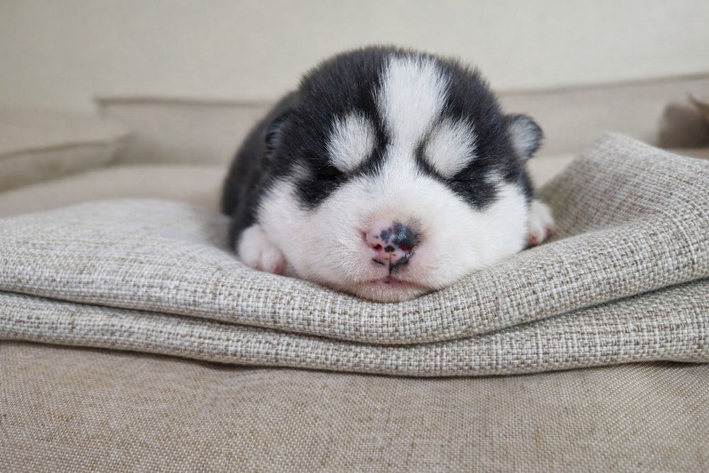 Szczeniak Siberian Husky rodowód ZKwP FCI Champion Puppy Pedigree