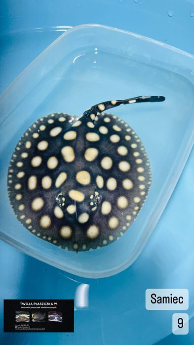 Potamotrygon black diamond płaszczka